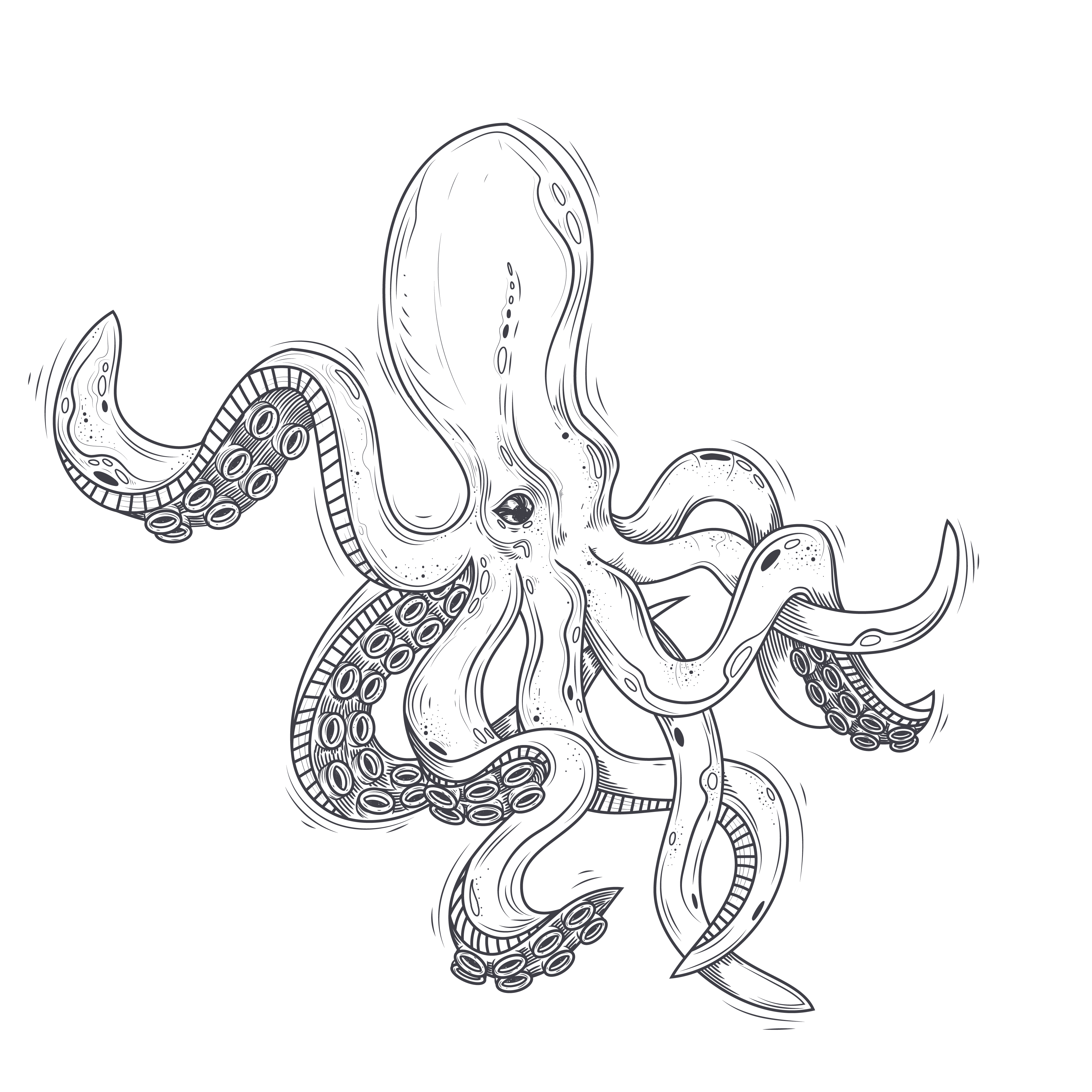 Octopus illustration